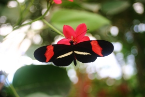 Beautiful Butterfly - In the Butterfly Park Benalmádena